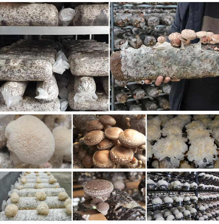 cut-mushroom_11.jpg