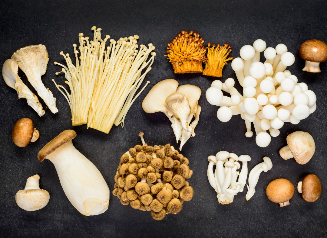 mushroom machine  (17).jpeg