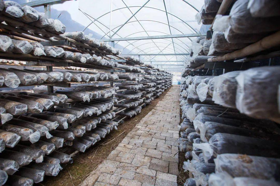 factory mushroom growing .jpg