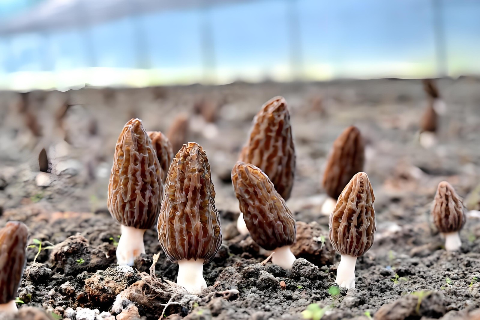 Morchella 1.jpg