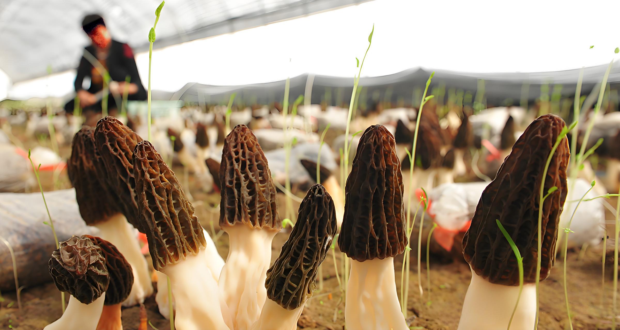Morchella 6.jpg