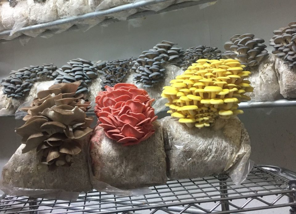 mushroom machine  (37).jpg