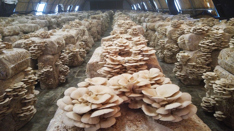 mushroom machine  (38).jpg