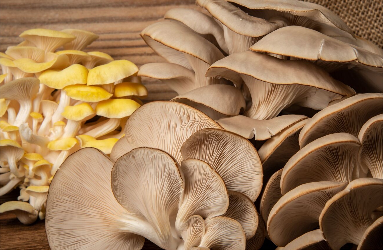mushroom machine  (7).png