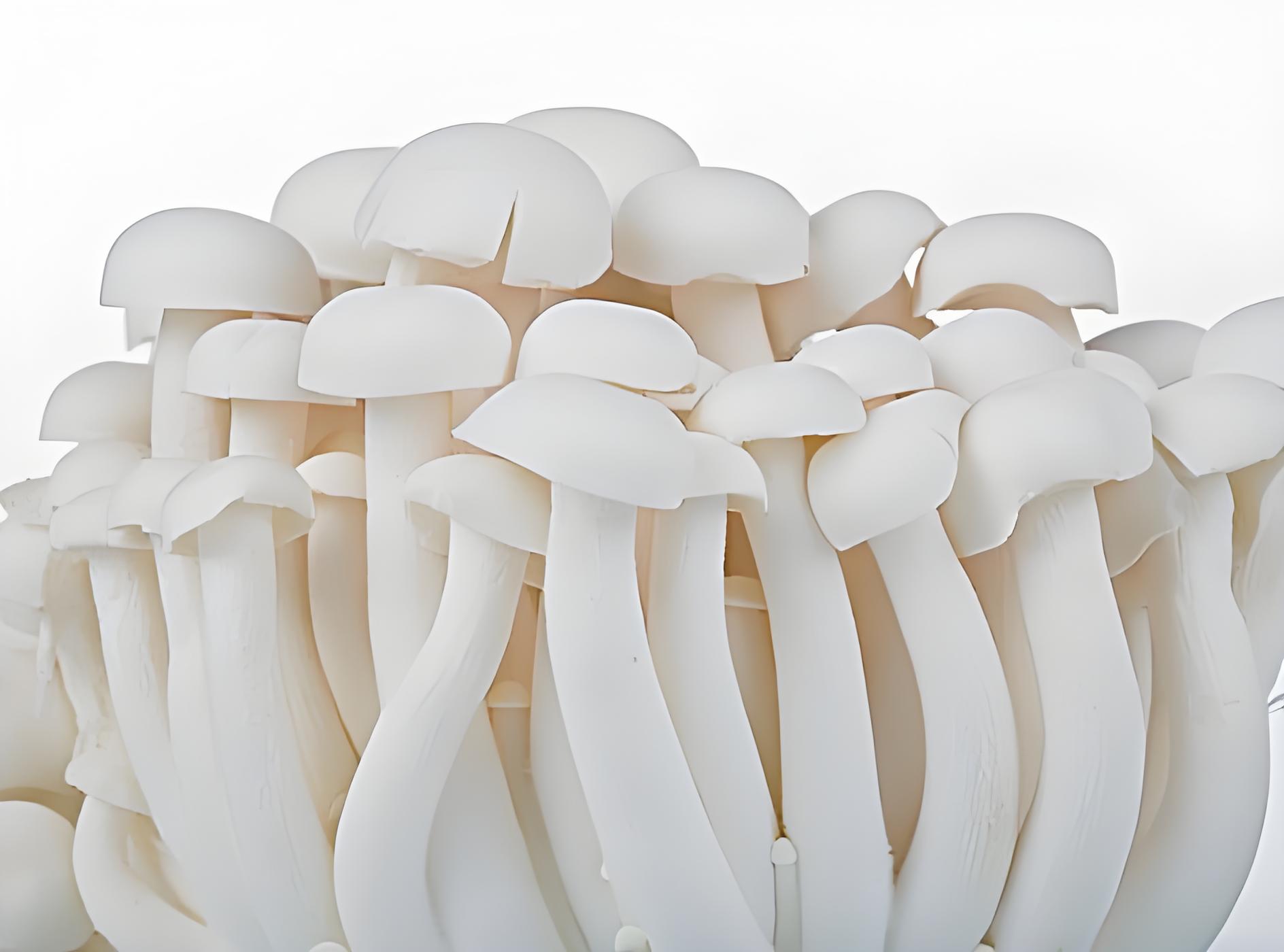 White jade mushroom.jpg