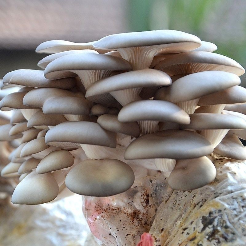 mushroom38.jpg