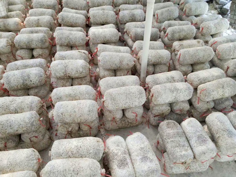 mushroom bag .jpg