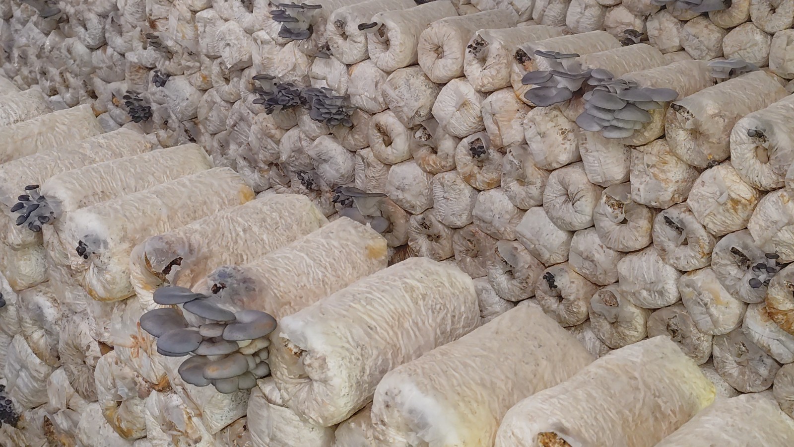 OYSTER MUSHROOM 1.jpg