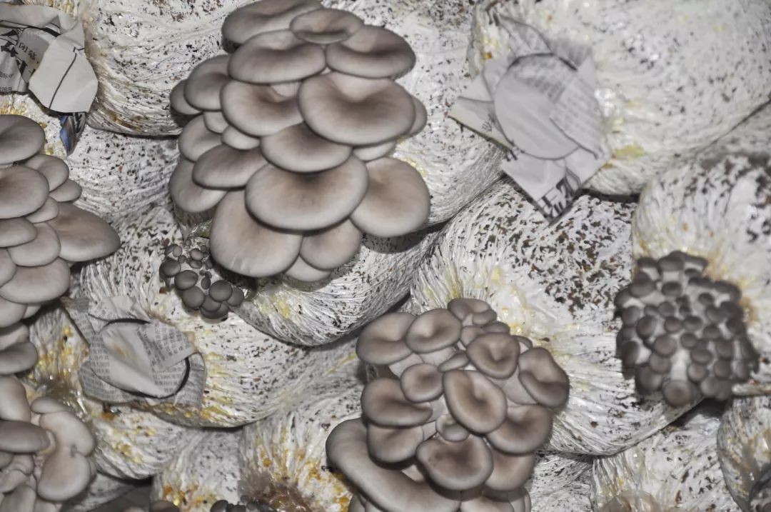 mushroom52.jpg
