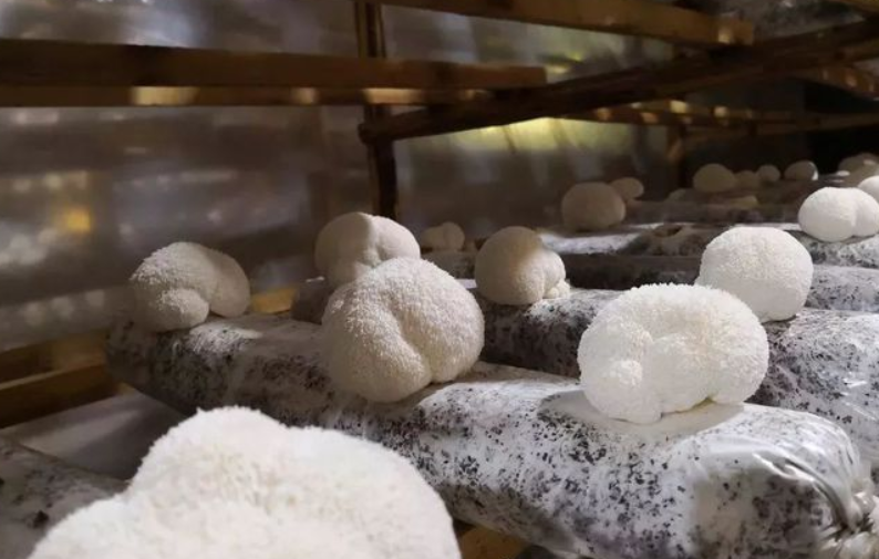 猴头菇 lion's mane (2).png