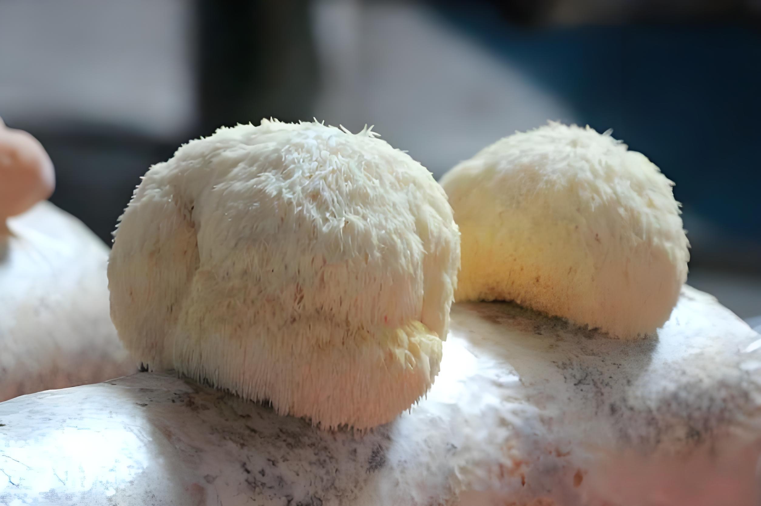Hericium erinaceus (1).jpg