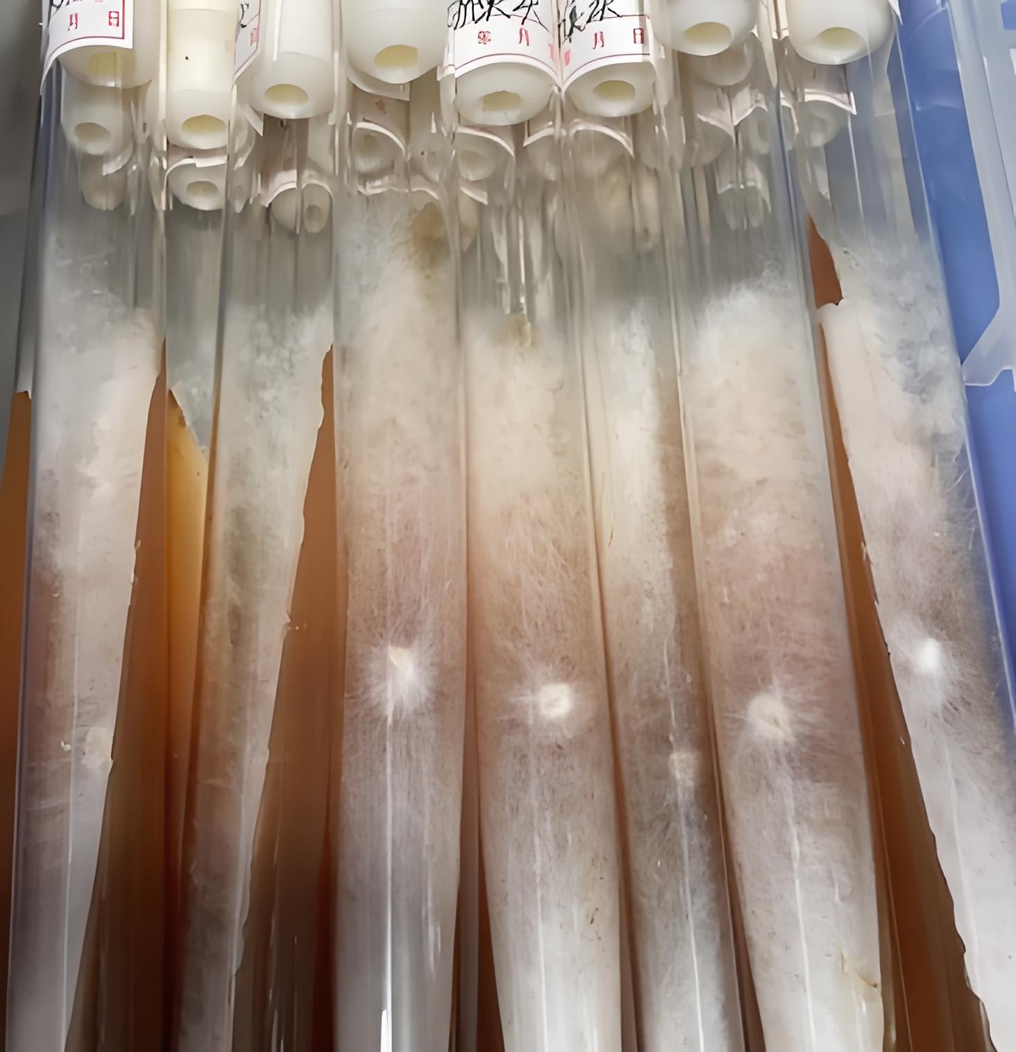 Hericium Erinaceus Strains.jpg Hericium Erinaceus Strains.jpg