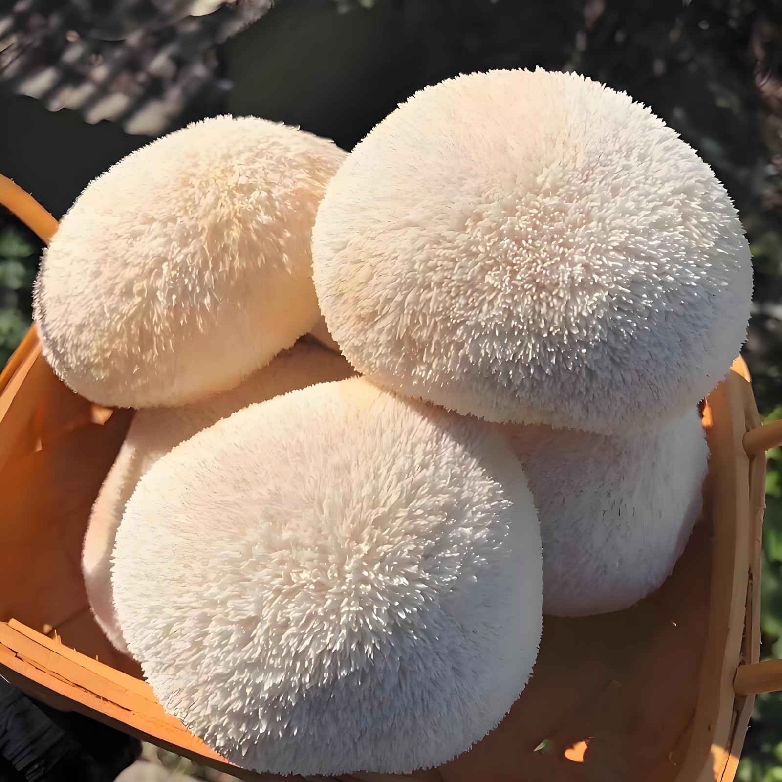 Hericium Erinaceus.jpg