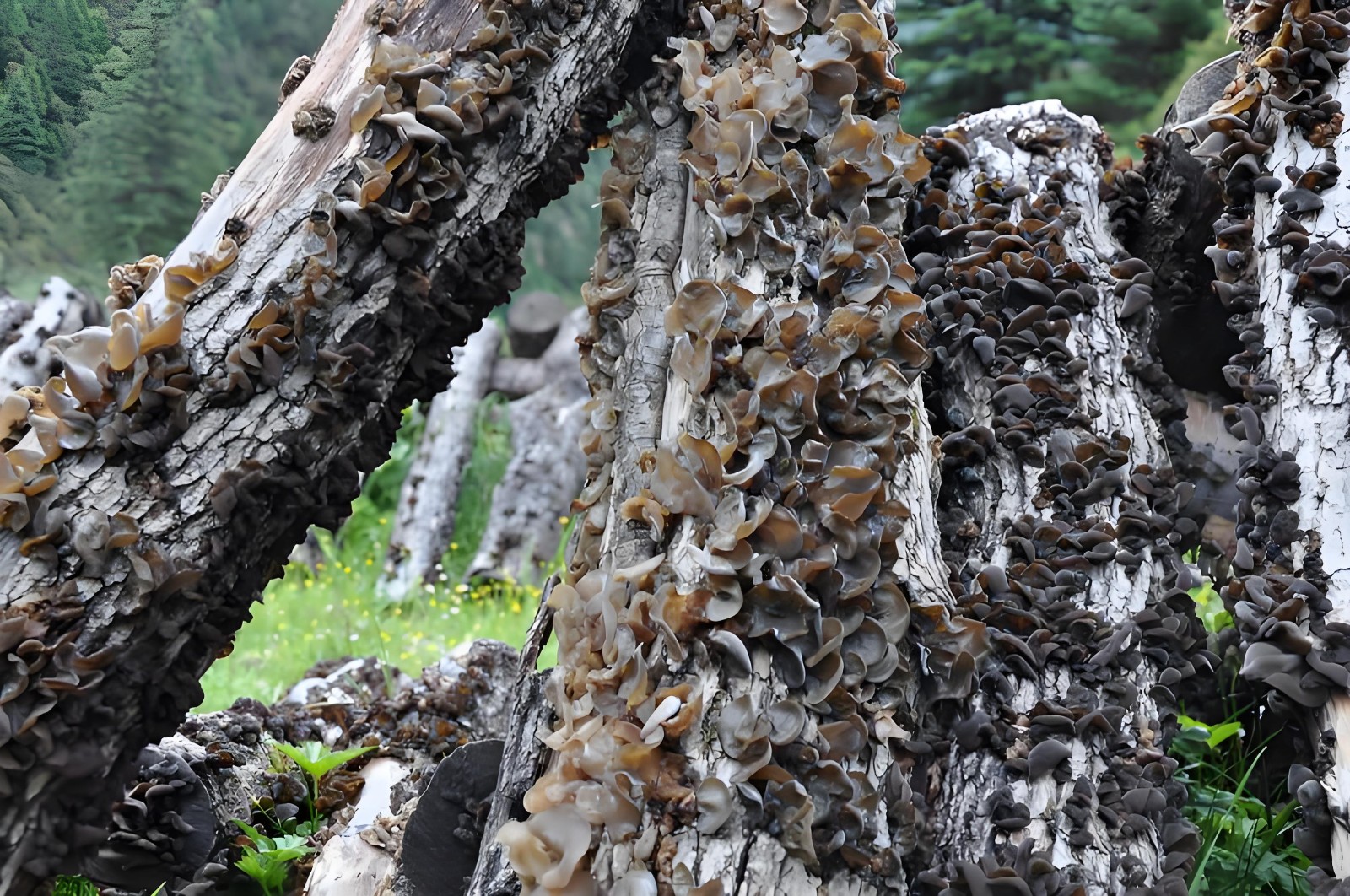 Black Fungus1.jpg