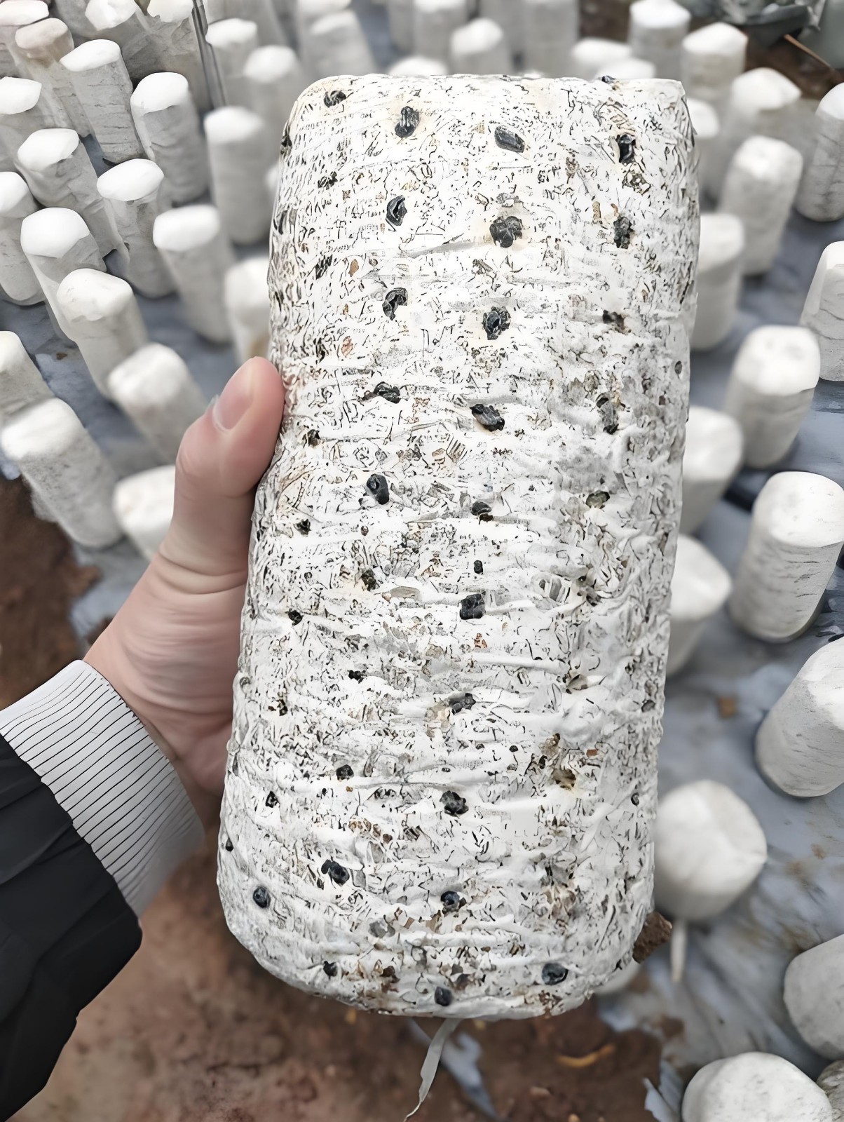 Black Fungus8.jpg Black Fungus8.jpg