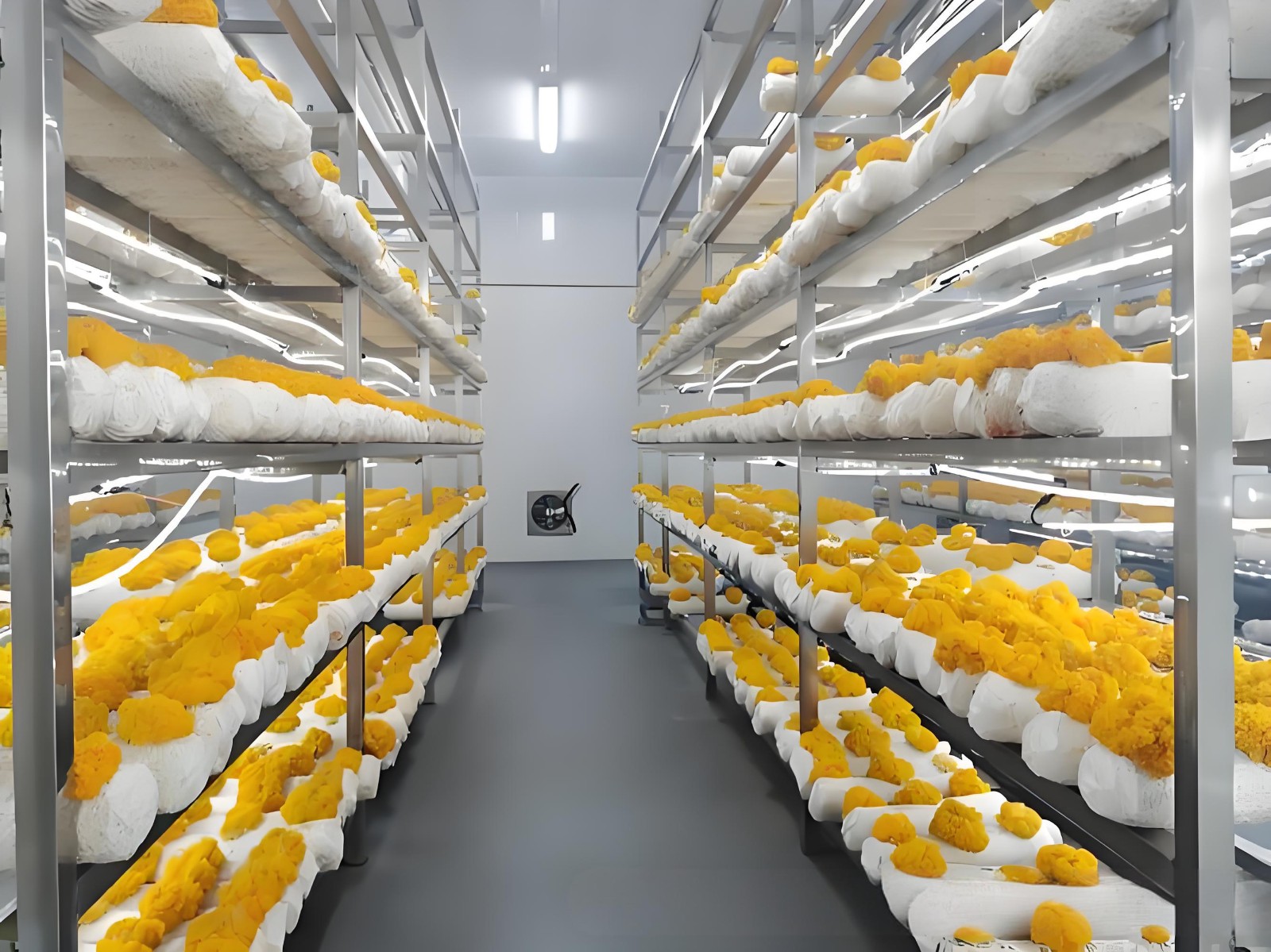 Fruiting Room.jpg