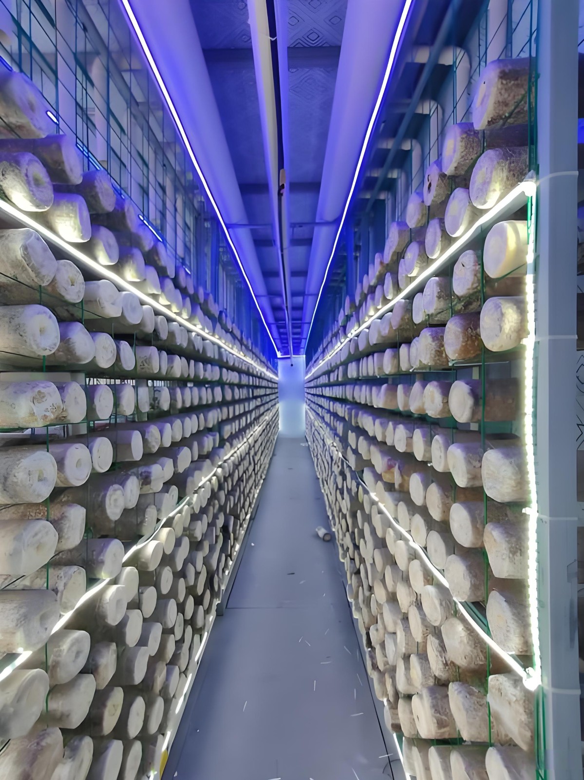 Fruiting Room2.jpg