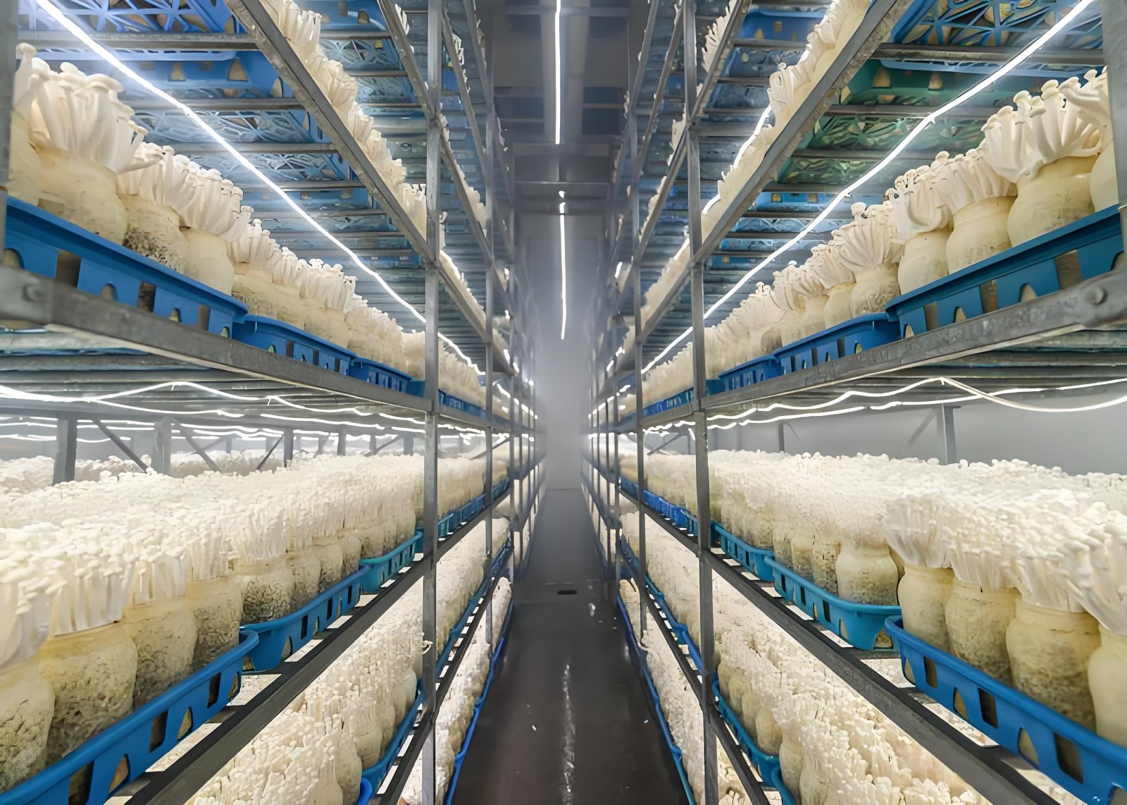 Fruiting Room3.jpg Fruiting Room3.jpg