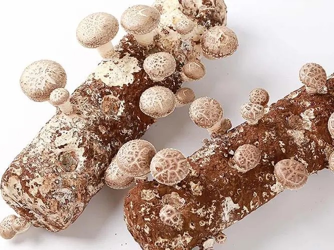 mushroom6.jpg mushroom6.jpg