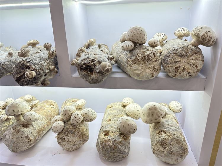 Shiitake Mushroom (2)_副本.jpg