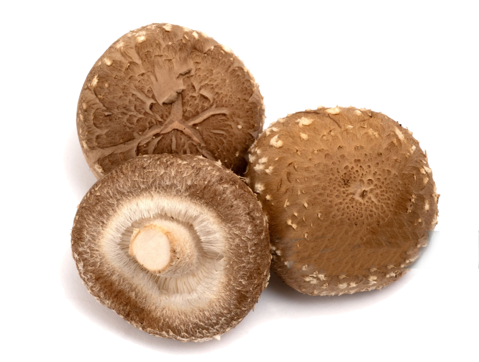 mushroom png14.png