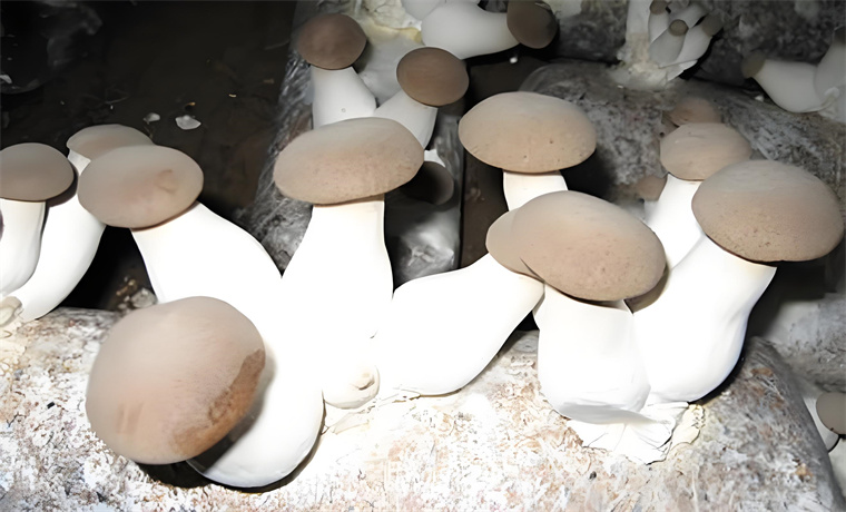 Pleurotus eryngii (3).jpg Pleurotus eryngii (3).jpg