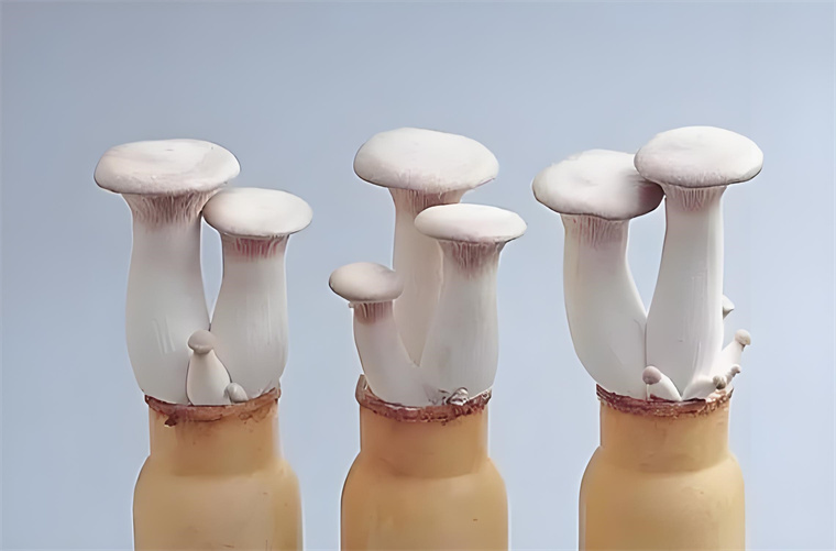 Pleurotus eryngii.jpg Pleurotus eryngii.jpg