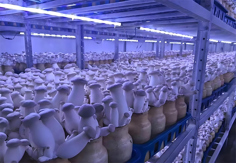 Pleurotus eryngii.jpg