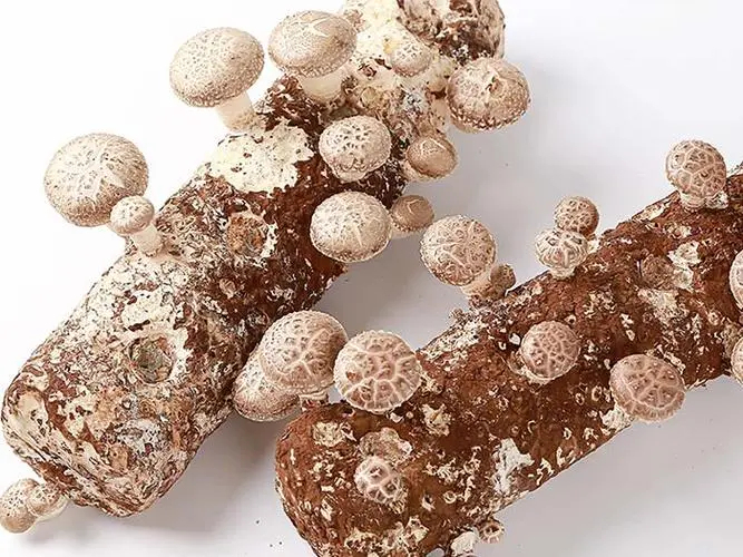 Key Growth Requirements for Shiitake Mushrooms