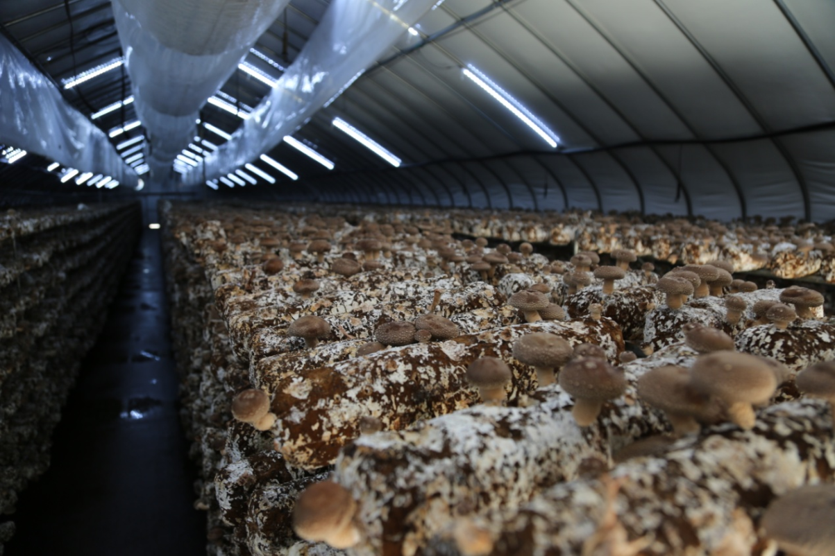Main Cultivation Sites for Shiitake Mushrooms