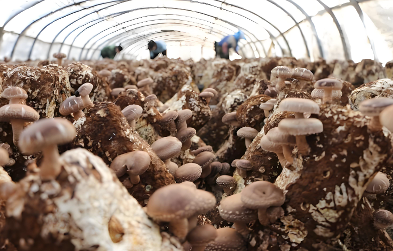 Production Equipment and Cultivation Methods for Shiitake Mushroom Cultivation
