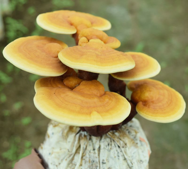 Morphological characteristics of different fungi on the plate