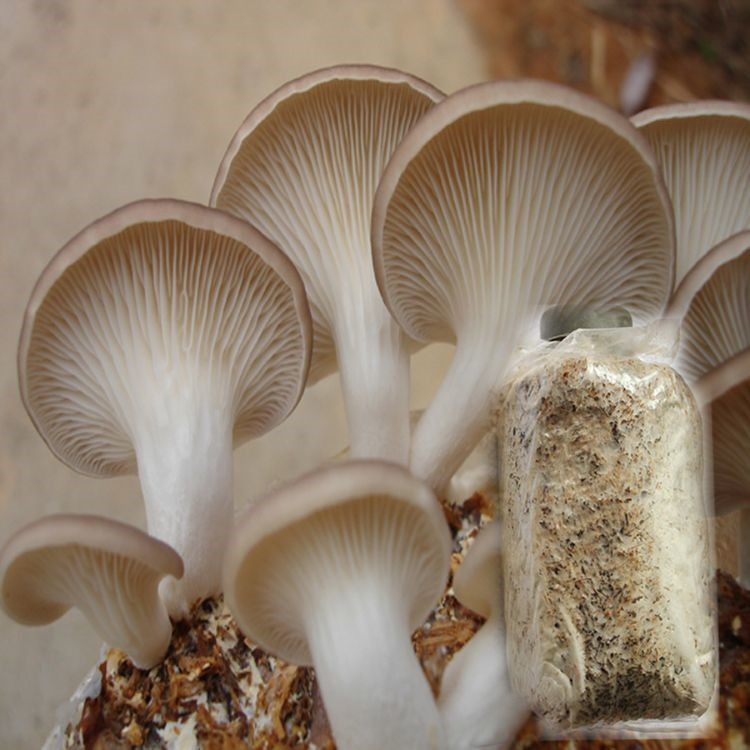 Biological characteristics and production mode of Oyster mushroom