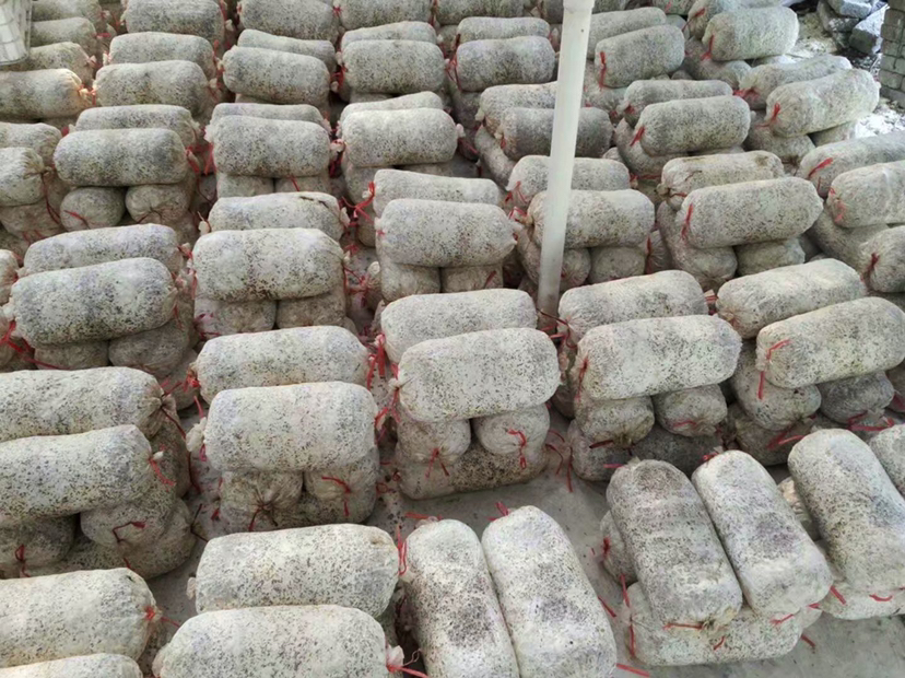 Large-scale cultivation of oyster mushrooms Cultivation of mushroom bags