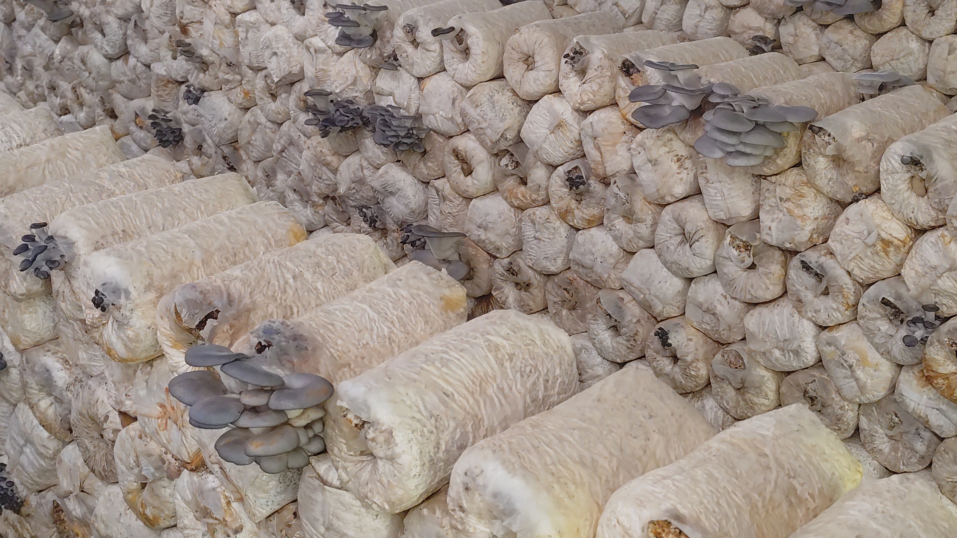Management of mushroom production in large-scale production of Oyster Mushroom