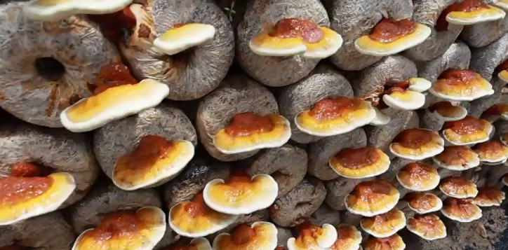 Pollution-free cultivation of short-segment Ganoderma lucidum in Pucheng, Fujian, China