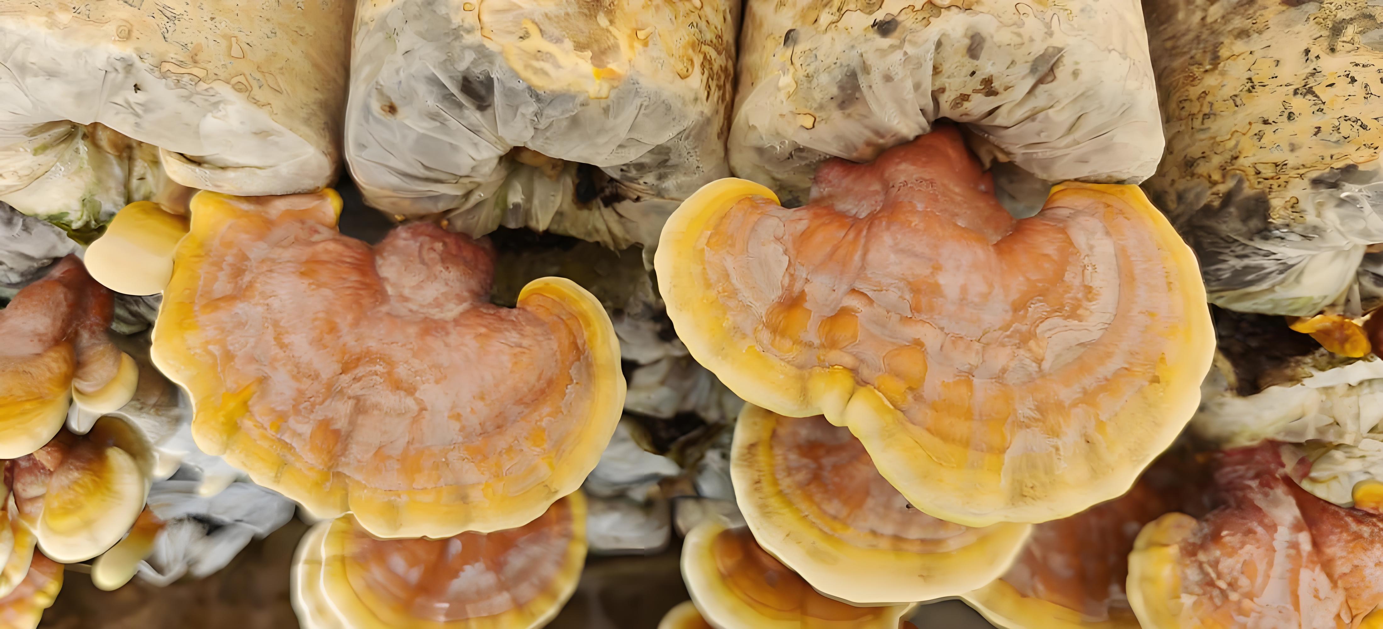 Ganoderma lucidum