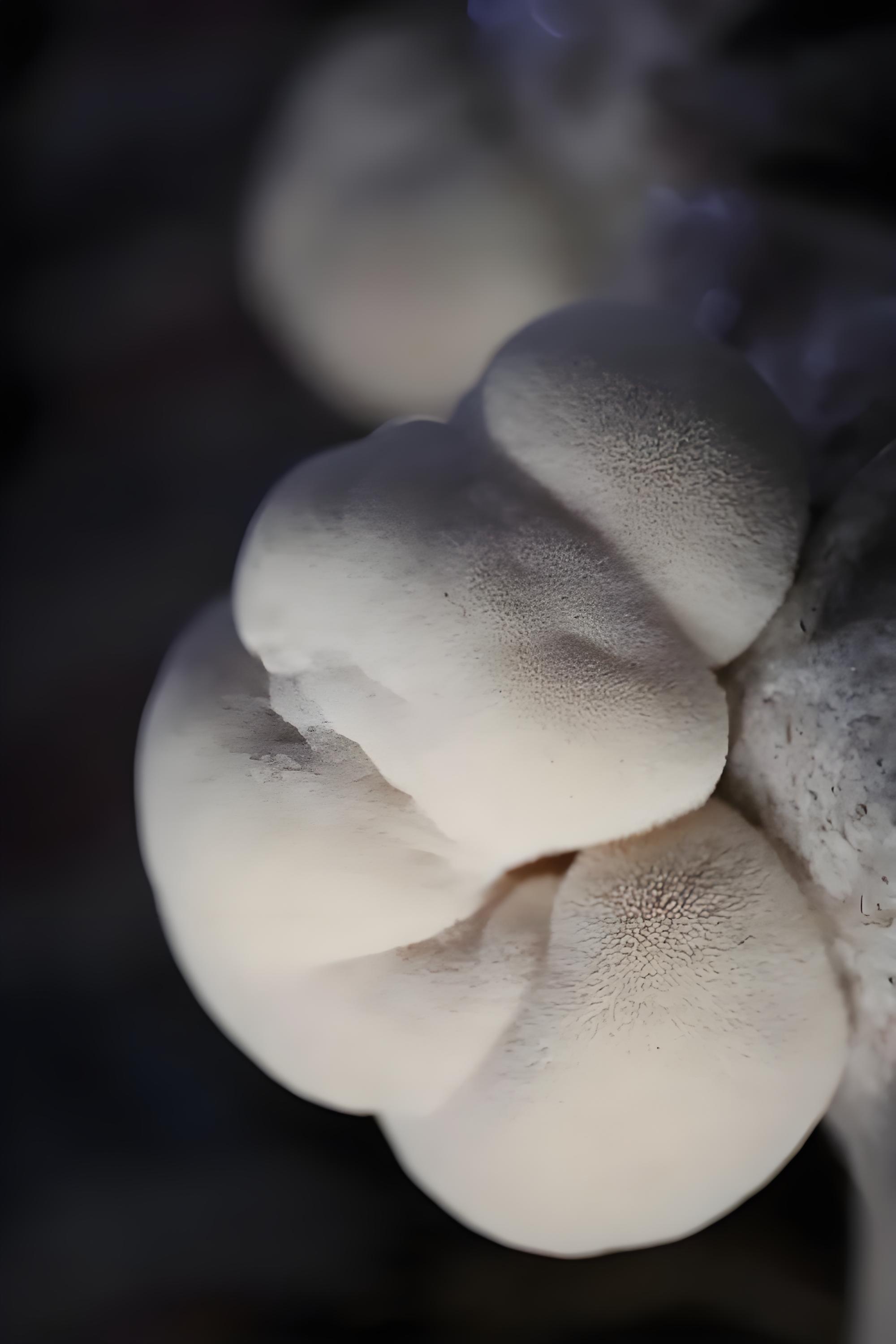 Hericium erinaceus bag preparation and method