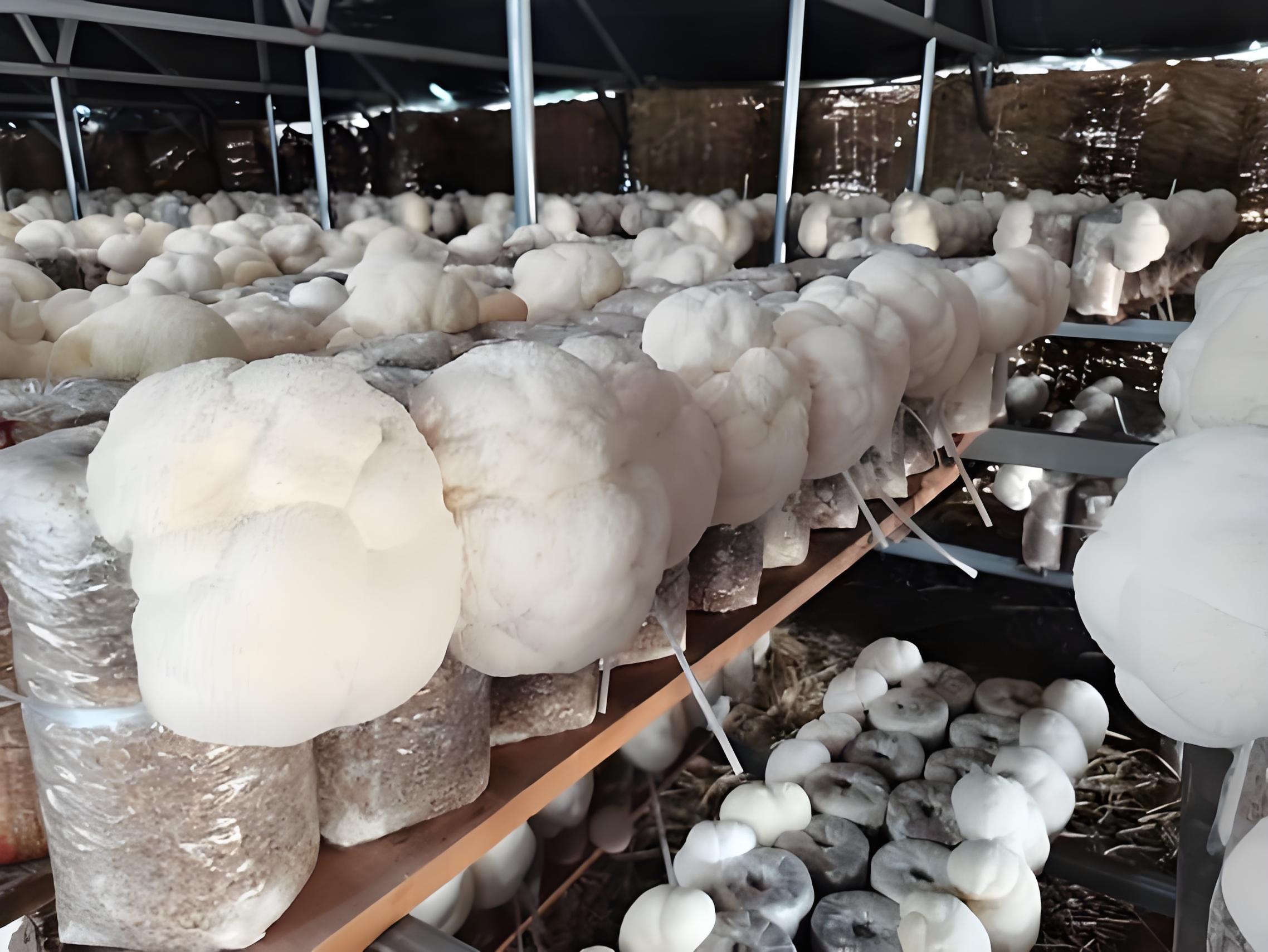 Hericium Erinaceus Fruiting Bodies: Light & Ventilation Management