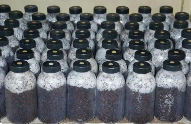 Sawdust Fungus Production