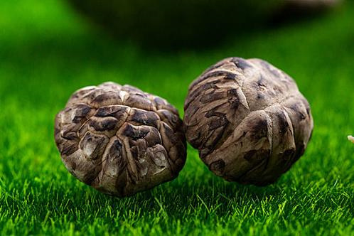Preparation of Shiitake Mushroom Mother Culture