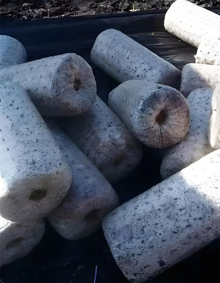 Production of Shiitake Mushroom Spawn