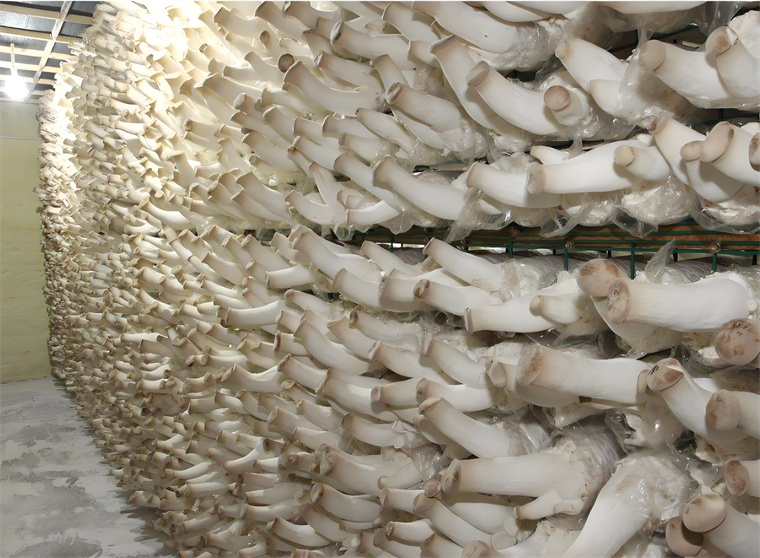 Factory Layout & Mushroom House Construction for King Oyster Mushroom (Pleurotus eryngii) Cultivation
