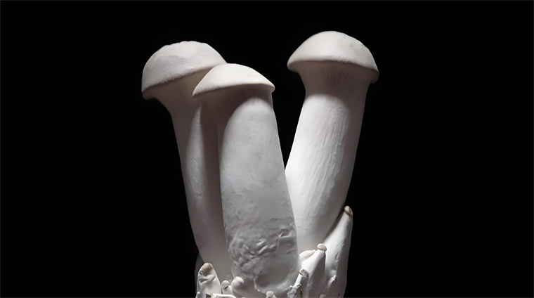 Types of Pleurotus eryngii Strains