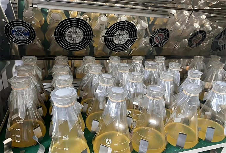 Key Points for Preparing Liquid Culture in Shake Flasks