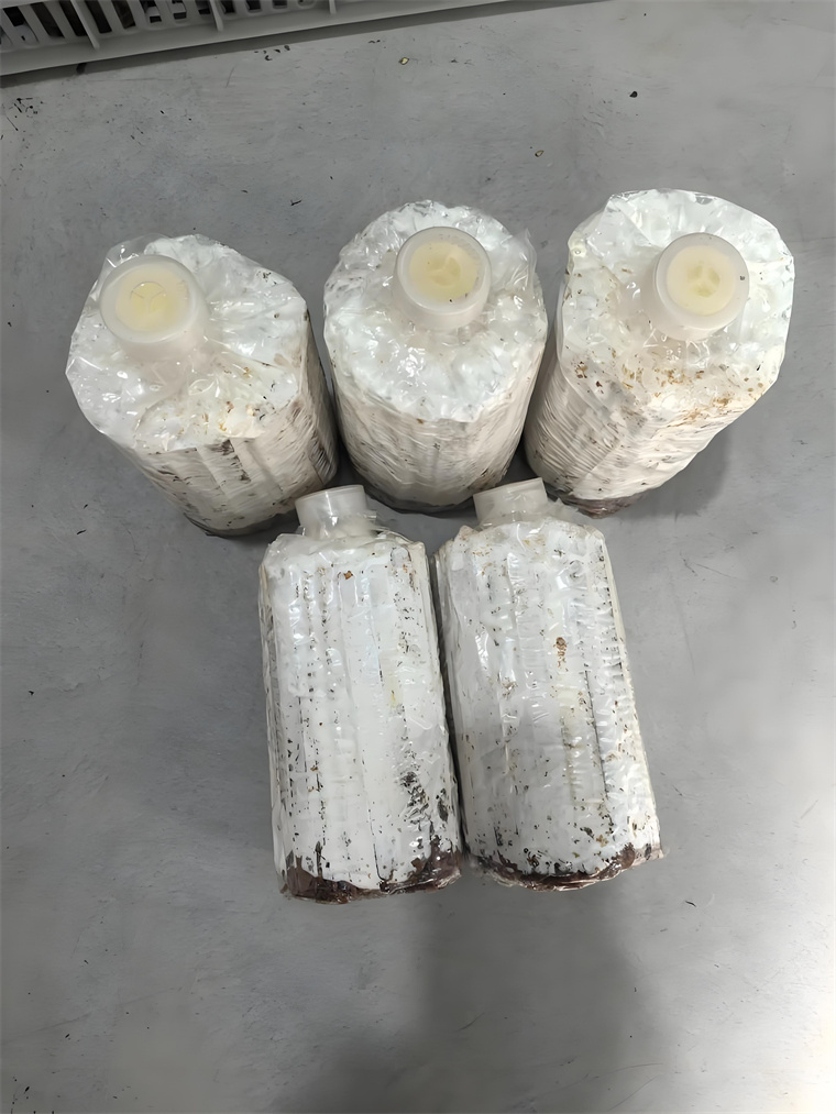 King Oyster Mushroom Spawn Production